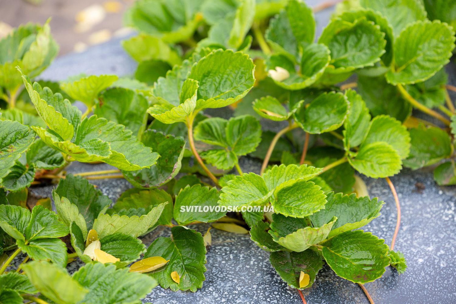 Там, де росте надія: історія квітів, полуниці й спокою в серці Іванівки Там, де росте надія: історія квітів, полуниці й спокою в серці Іванівки