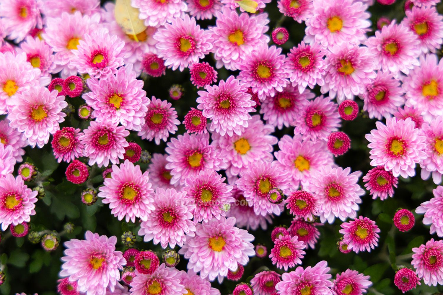 Там, де росте надія: історія квітів, полуниці й спокою в серці Іванівки Там, де росте надія: історія квітів, полуниці й спокою в серці Іванівки