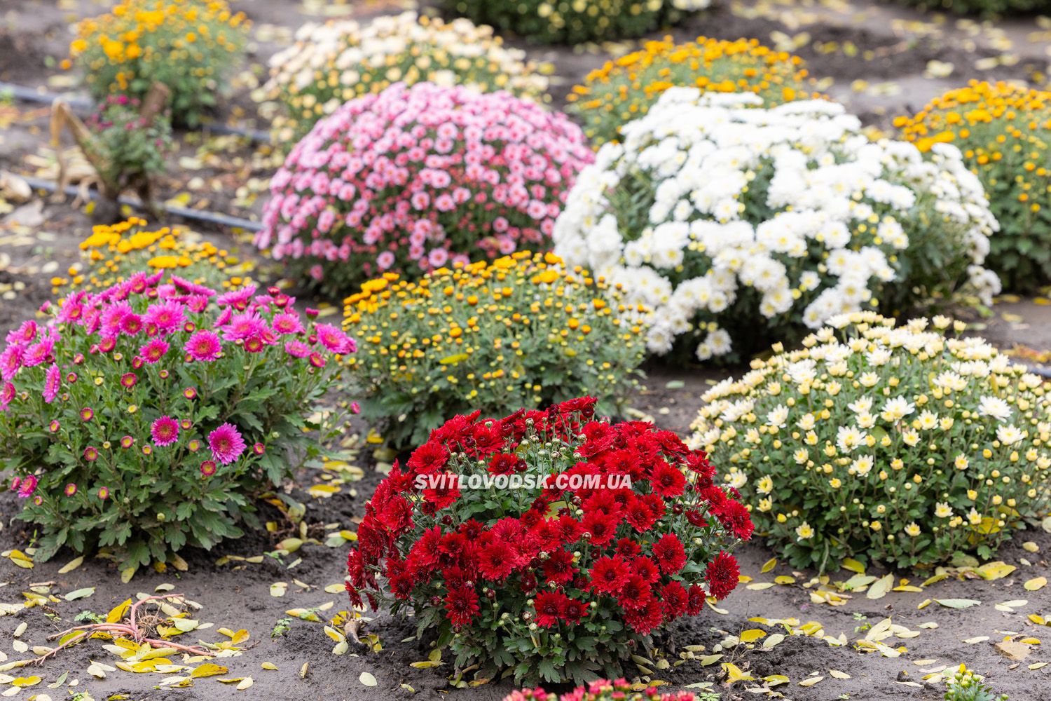 Там, де росте надія: історія квітів, полуниці й спокою в серці Іванівки Там, де росте надія: історія квітів, полуниці й спокою в серці Іванівки