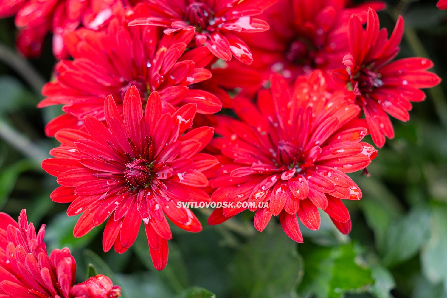 Там, де росте надія: історія квітів, полуниці й спокою в серці Іванівки Там, де росте надія: історія квітів, полуниці й спокою в серці Іванівки