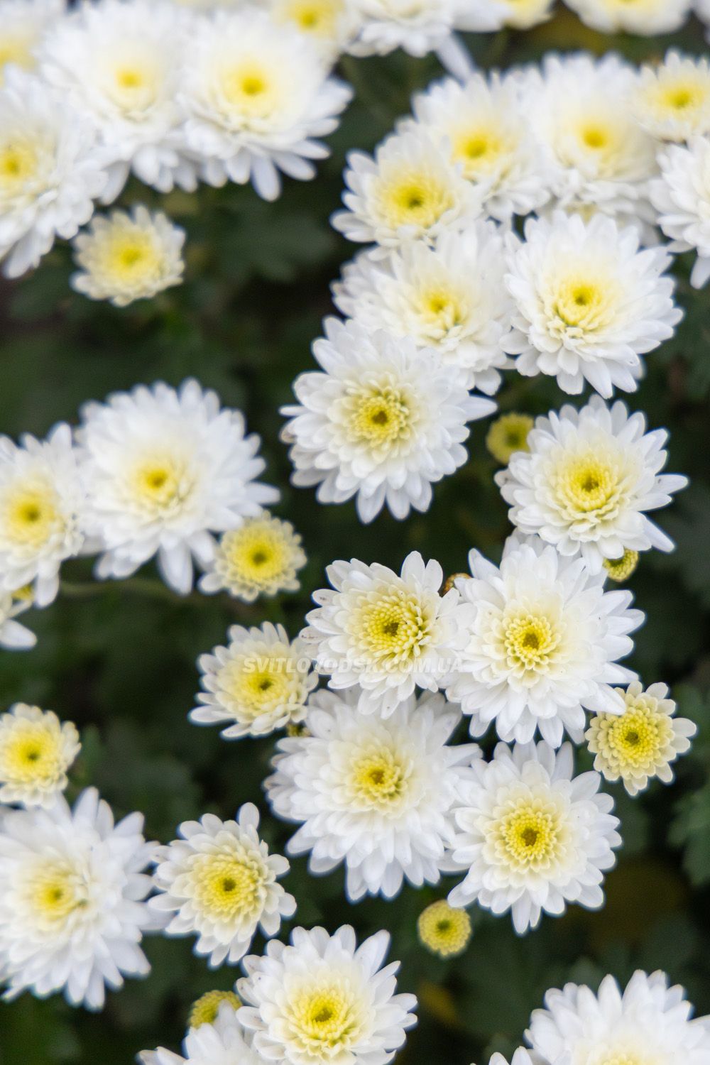 Там, де росте надія: історія квітів, полуниці й спокою в серці Іванівки Там, де росте надія: історія квітів, полуниці й спокою в серці Іванівки