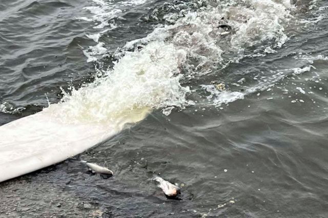 У Світловодську провели зариблення Кременчуцького водосховища